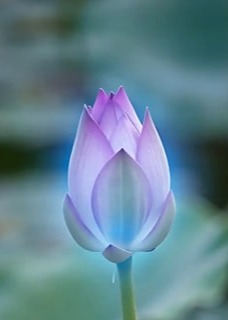 沉香莲花-动漫合集海报