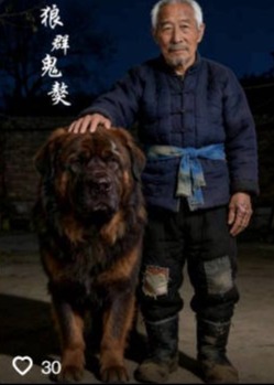 狼群鬼獒-动漫合集