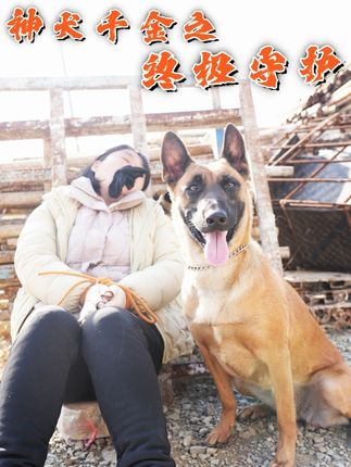神犬千金之终级守护-乡村萌宠
