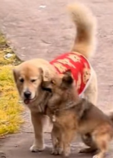 带狗退婚萌犬反水牵红线-动漫合集海报