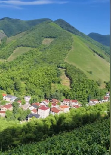 茶溪春茶香飘四方-动漫合集
