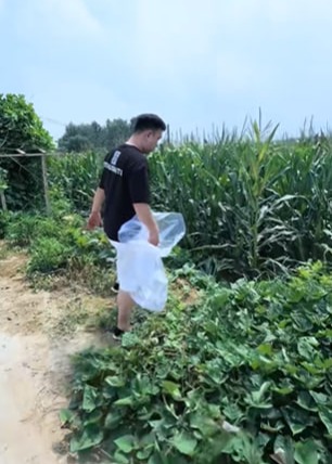 天价嫩苞米失控的捡漏狂欢-动漫合集海报
